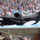 Illustration for article titled The Creators Of ‘Blackfish’ Are Releasing A New Documentary About How, On Second Thought, SeaWorld Doesn’t Make Sense Without Whales